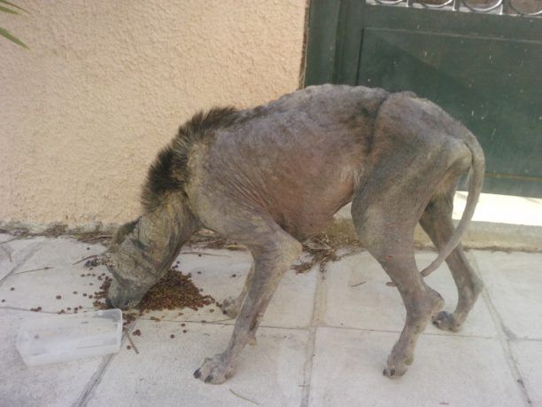 Όταν οι άλλοι δεν δίνουν δεκάρα αυτοί κάνουν τα πάντα για να σώσουν το άρρωστο σκυλί στο Περιστέρι